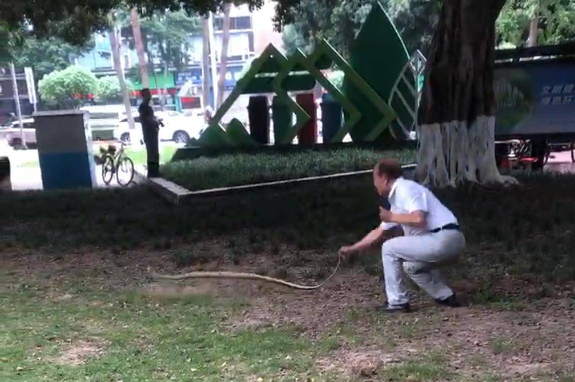 皇冠会员如何申请_天降大蛇吓坏树下打牌阿姨皇冠会员如何申请，“硬核”大爷徒手逮蛇抡摔 专家：不建议这样处理