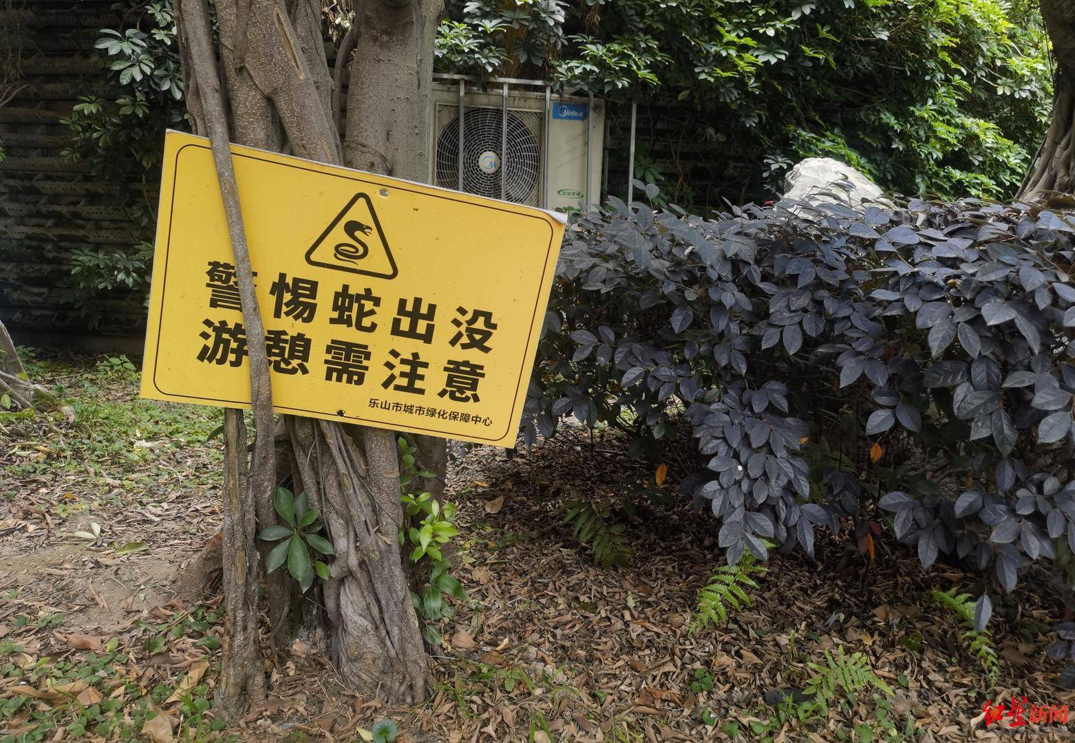 皇冠会员如何申请_天降大蛇吓坏树下打牌阿姨皇冠会员如何申请，“硬核”大爷徒手逮蛇抡摔 专家：不建议这样处理