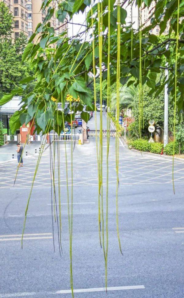 皇冠信用網在哪里开通
_武汉这条路上大量出现皇冠信用網在哪里开通
,长达1米!到底是啥?