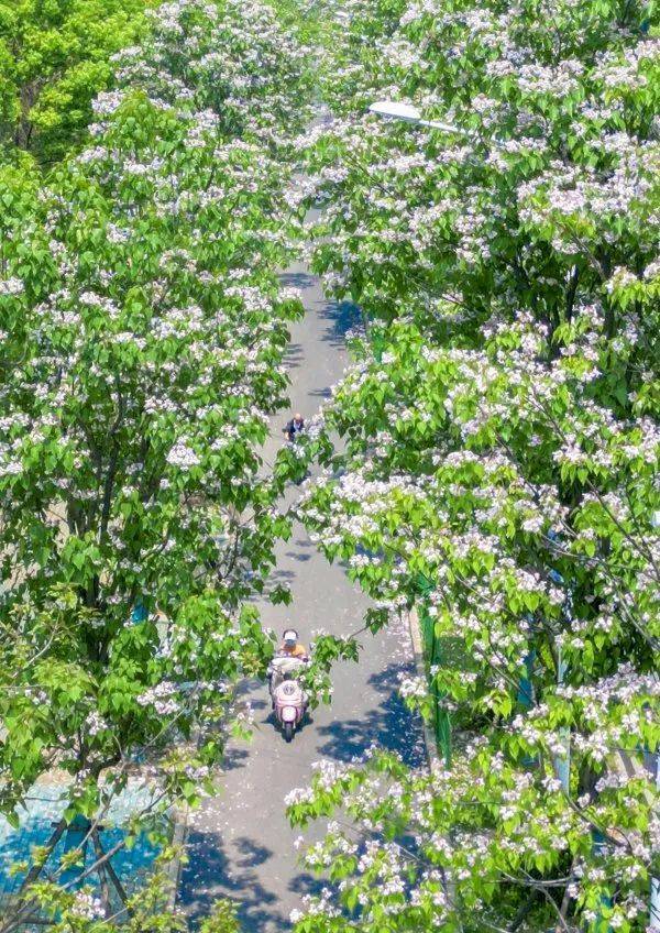 皇冠信用網在哪里开通
_武汉这条路上大量出现皇冠信用網在哪里开通
,长达1米!到底是啥?