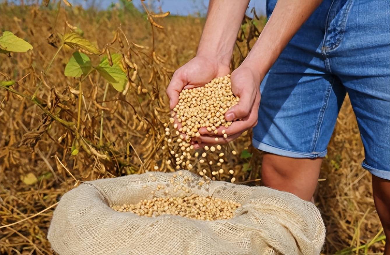 皇冠信用盘开户_美国大豆比巴西豆贵还加税皇冠信用盘开户，中国采购停滞不是违约，市场规律才是关键？